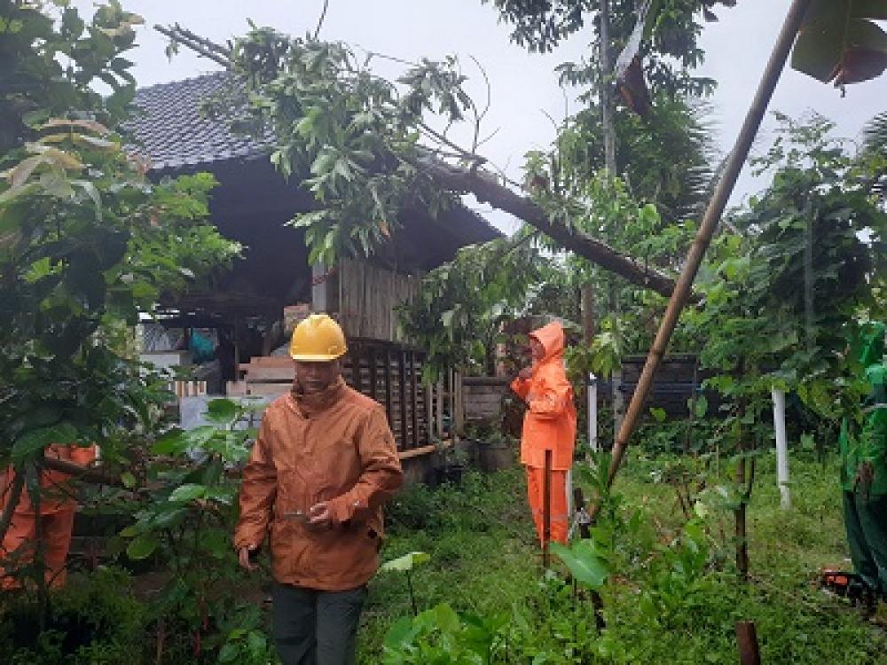 Pohon Tumbang Dan Tanah Longsor Melanda Gianyar - Suaradewata.com